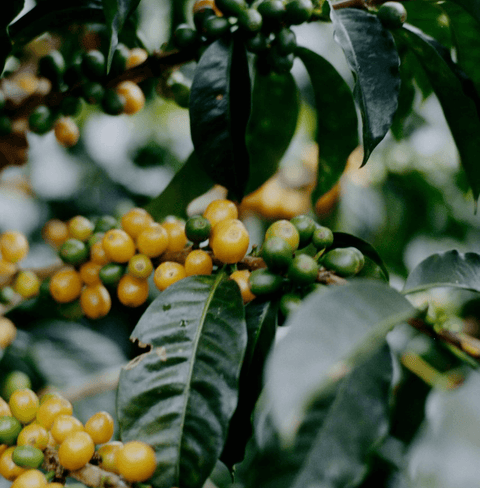 Guatemalan specialty coffee by La Cabra, Antonio Medina's washed Caturra from volcanic soil at 1,600 m, delivers a clean, vibrant, and complex flavor experience.