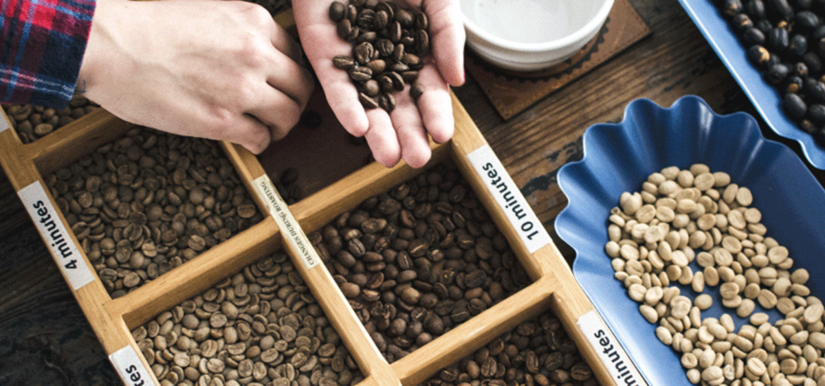 A person holding roasted coffee beans over a wooden sorting tray showcasing coffee beans at different roast levels and times.