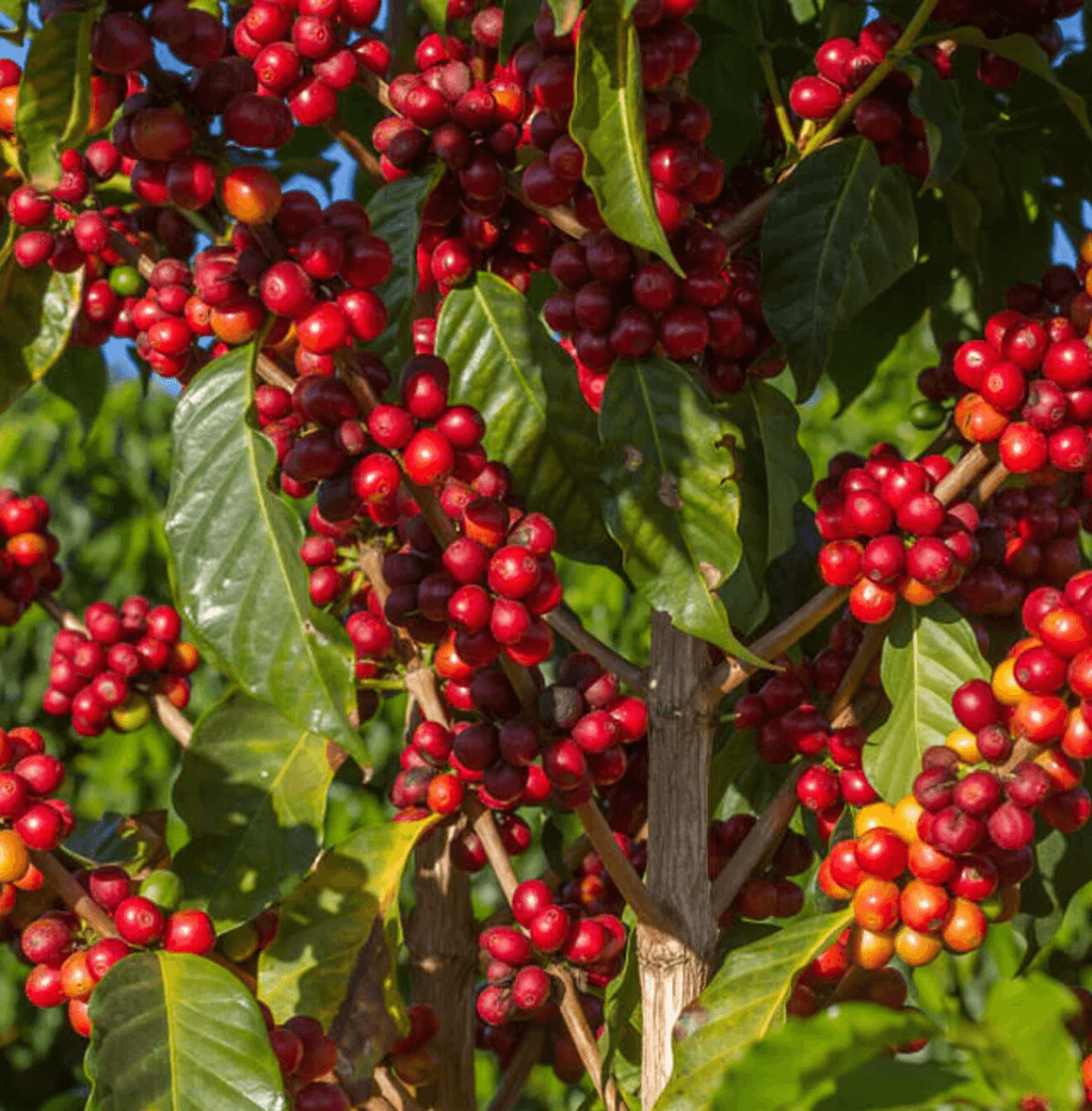 Dawn till Dusk by CULT COFFEE – a milk-focused espresso blend with velvety crema, chocolate notes, and crisp brightness, ideal for flat whites and cappuccinos all day long.