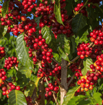 Dawn till Dusk by CULT COFFEE – a milk-focused espresso blend with velvety crema, chocolate notes, and crisp brightness, ideal for flat whites and cappuccinos all day long.