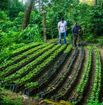 Edelmira by TAF Coffee – Washed Mexican Bourbon-Caturra with vanilla gelato notes, creamy texture, and smooth, balanced body.