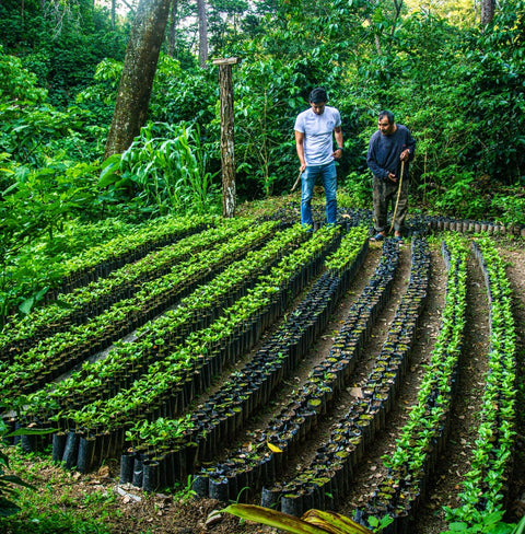 Edelmira by TAF Coffee – Washed Mexican Bourbon-Caturra with vanilla gelato notes, creamy texture, and smooth, balanced body.
