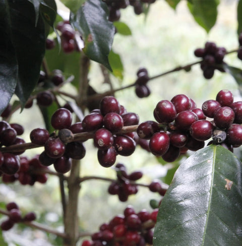 Edelmira by TAF Coffee – Washed Mexican Bourbon-Caturra with vanilla gelato notes, creamy texture, and smooth, balanced body.