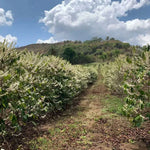 Close-up of freshly harvested coffee beans drying in the sun, highlighting the seasonal origin of Ben Rahim’s Backyard Blend.