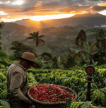 Farmer harvesting cherries for Indonesia Team Pegasing Carbonic Specialty Coffee at sunrise on a lush farm.
