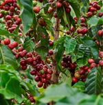 Coffee plant with ripe cherries used for Decaffeinated Natural Process