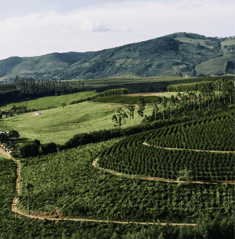 Yemen Mocha-Mountain Specialty Coffee terraces in lush green landscape
