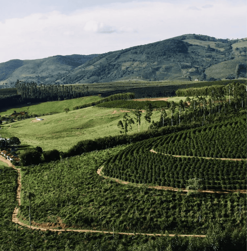 Yemen Mocha-Mountain Specialty Coffee terraces in lush green landscape