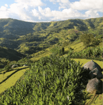 Scenic view of high-altitude coffee estates where Premium Estate coffee is sourced, showcasing lush greenery and mountainous landscape.