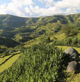Scenic view of high-altitude coffee estates where Premium Estate coffee is sourced, showcasing lush greenery and mountainous landscape.