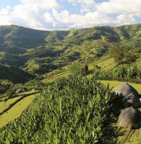 Scenic view of high-altitude coffee estates where Premium Estate coffee is sourced, showcasing lush greenery and mountainous landscape.