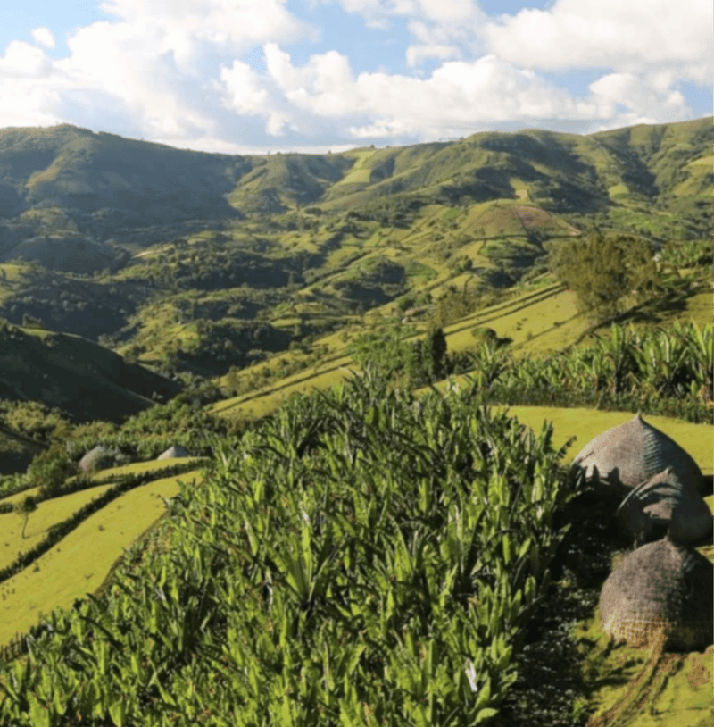 Scenic view of high-altitude coffee estates where Premium Estate coffee is sourced, showcasing lush greenery and mountainous landscape.