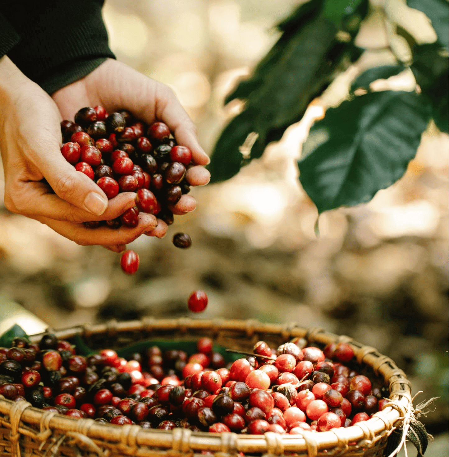 Harvesting cherries for China Mystic Yunan Specialty Coffee from Yunnan's Himalayan foothills showcasing natural fermentation process.