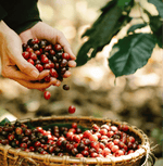 Harvesting cherries for China Mystic Yunan Specialty Coffee from Yunnan's Himalayan foothills showcasing natural fermentation process.