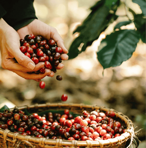 Harvesting cherries for China Mystic Yunan Specialty Coffee from Yunnan's Himalayan foothills showcasing natural fermentation process.