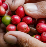 Close-up of hands holding ripe coffee cherries from Premium Estate for aromatic, smooth blend