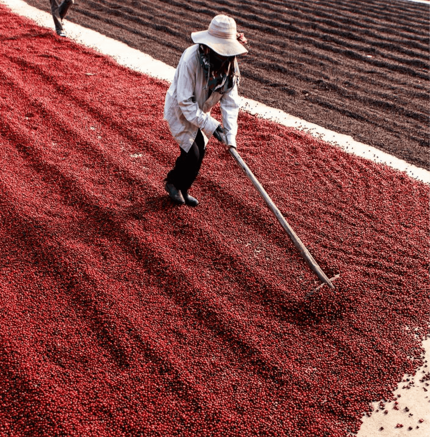 Coffee farmer processing cherries for Colombia Frozen Passion Fruit Specialty Coffee in the Huila region.