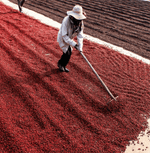 Coffee farmer processing cherries for Colombia Frozen Passion Fruit Specialty Coffee in the Huila region.