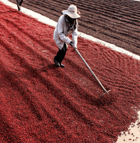 Coffee farmer processing cherries for Colombia Frozen Passion Fruit Specialty Coffee in the Huila region.