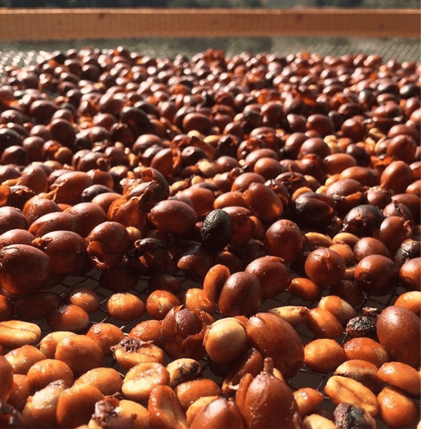 Costa Rica Cordillera Specialty Coffee beans drying on a mesh surface, highlighting the unique anaerobic fermentation process.