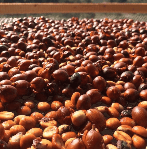 Costa Rica Cordillera Specialty Coffee beans drying on a mesh surface, highlighting the unique anaerobic fermentation process.