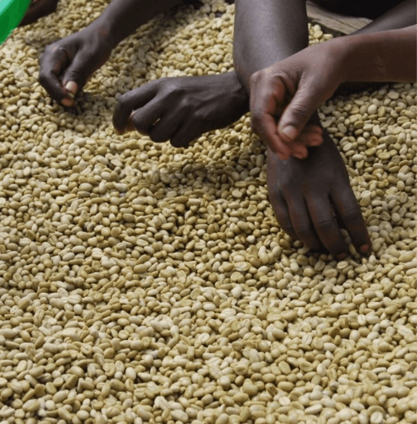 Hands sorting Hariti Ethiopia coffee beans from Guji Sidamo region.