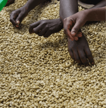 Hands sorting Hariti Ethiopia coffee beans from Guji Sidamo region.