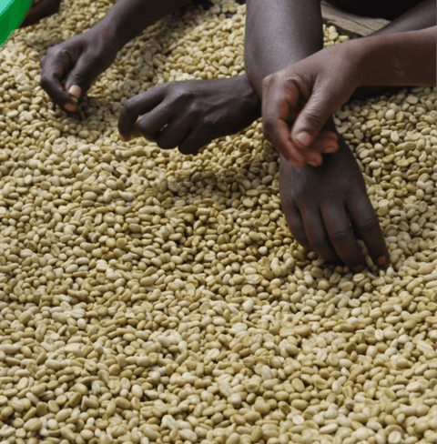 Hands sorting Hariti Ethiopia coffee beans from Guji Sidamo region.