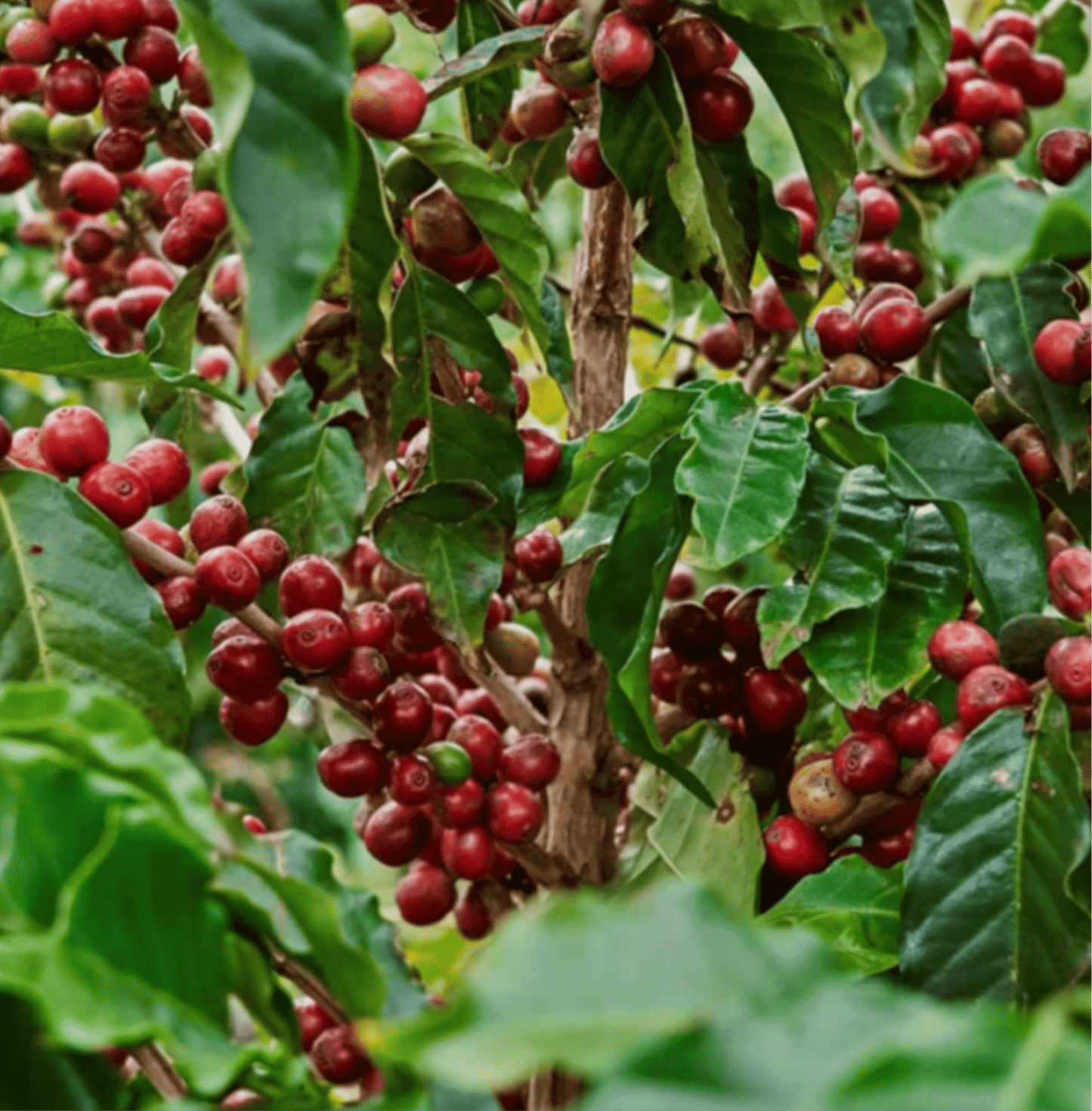 Mia Panama Geisha Specialty Coffee beans on coffee plant with ripe red cherries on branches and green leaves