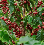 Mia Panama Geisha Specialty Coffee beans on coffee plant with ripe red cherries on branches and green leaves