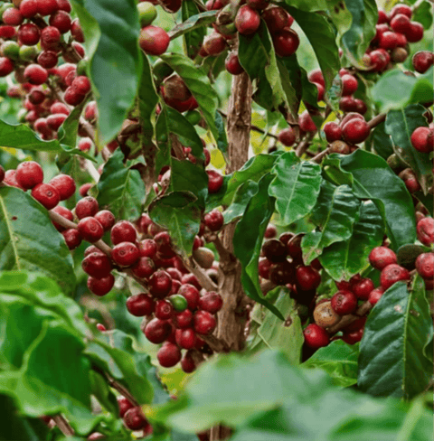 Mia Panama Geisha Specialty Coffee beans on coffee plant with ripe red cherries on branches and green leaves