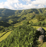Lush coffee plantation landscape with green hills, representing where Laymoon Twist Specialty Coffee beans are ethically sourced.