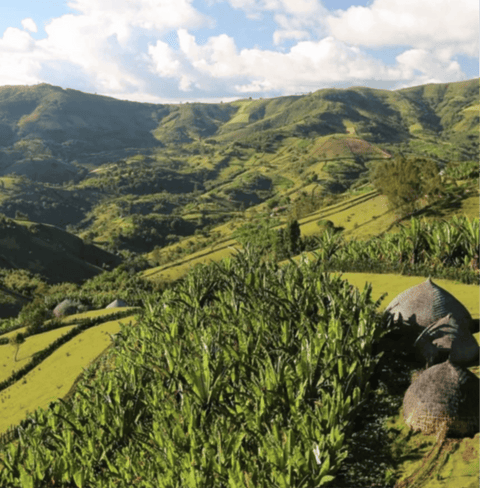 Lush coffee plantation landscape with green hills, representing where Laymoon Twist Specialty Coffee beans are ethically sourced.