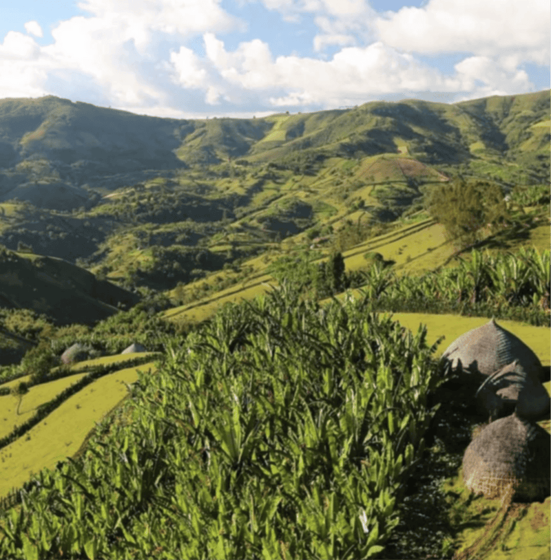Lush coffee plantation landscape with green hills, representing where Laymoon Twist Specialty Coffee beans are ethically sourced.