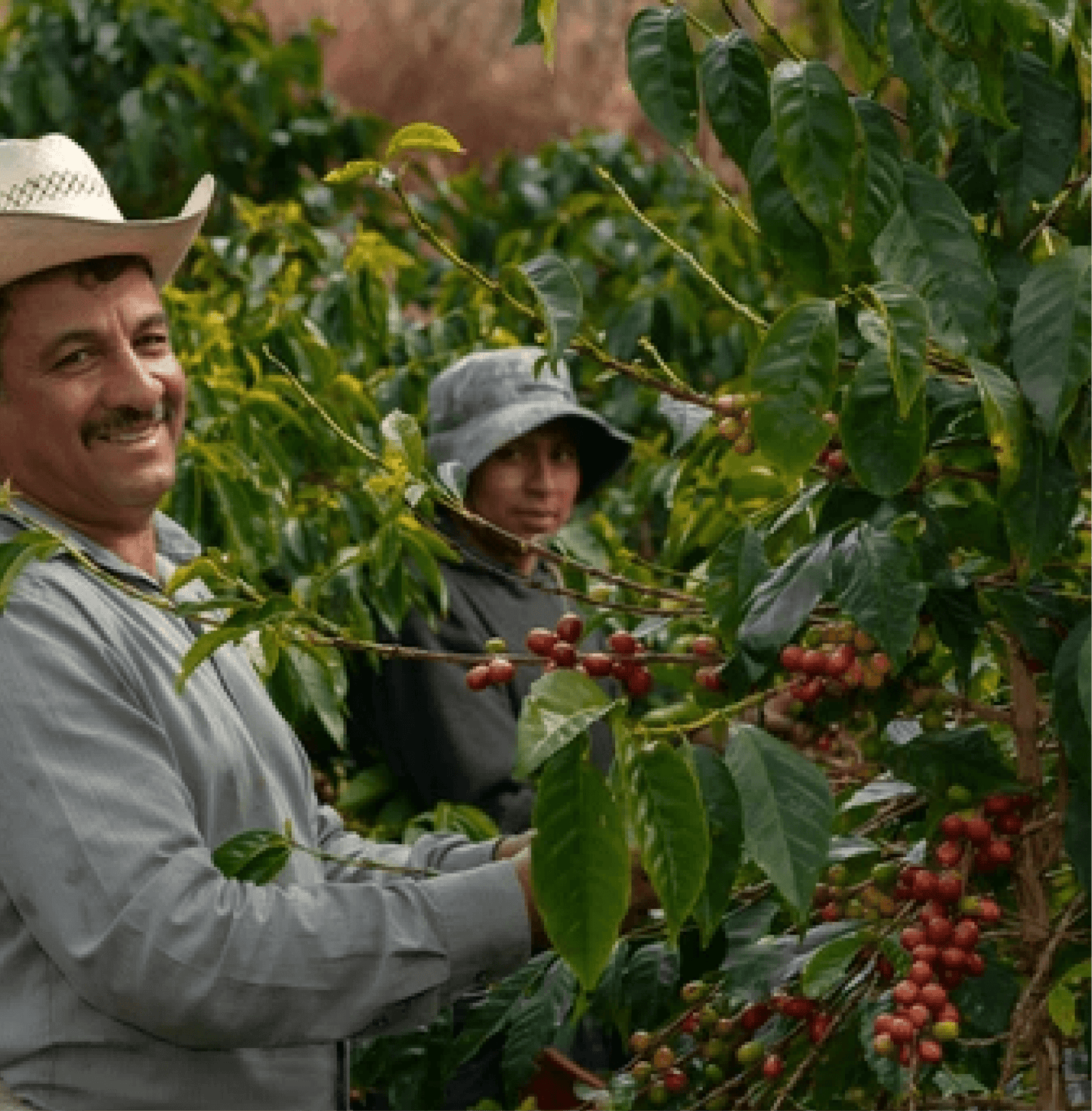 Bolivia Villa Rosario Specialty Coffee farmers harvesting ripe coffee cherries