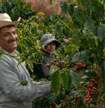 Bolivia Villa Rosario Specialty Coffee farmers harvesting ripe coffee cherries