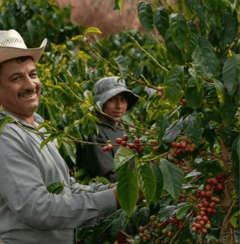 Bolivia Villa Rosario Specialty Coffee farmers harvesting ripe coffee cherries