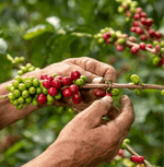 Hands harvesting ripe cherries for Costa Rica Red Honey Specialty Coffee