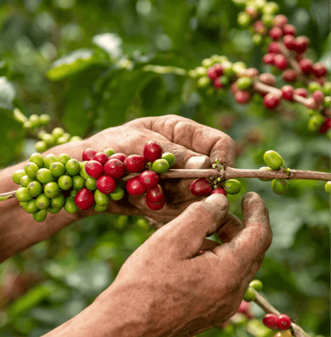 Hands harvesting ripe cherries for Costa Rica Red Honey Specialty Coffee