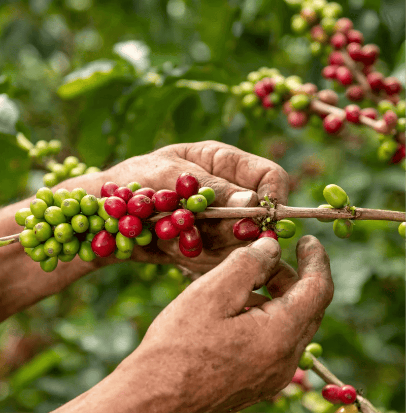 Hands harvesting ripe cherries for Costa Rica Red Honey Specialty Coffee