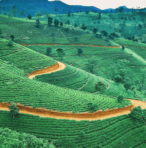 Lush green hills and coffee plantations in Colombia, showcasing the origin of Colombia Frozen Berries Specialty Coffee.