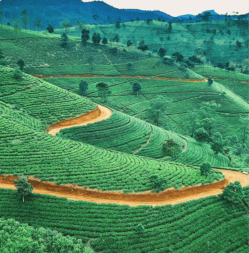 Lush green hills and coffee plantations in Colombia, showcasing the origin of Colombia Frozen Berries Specialty Coffee.