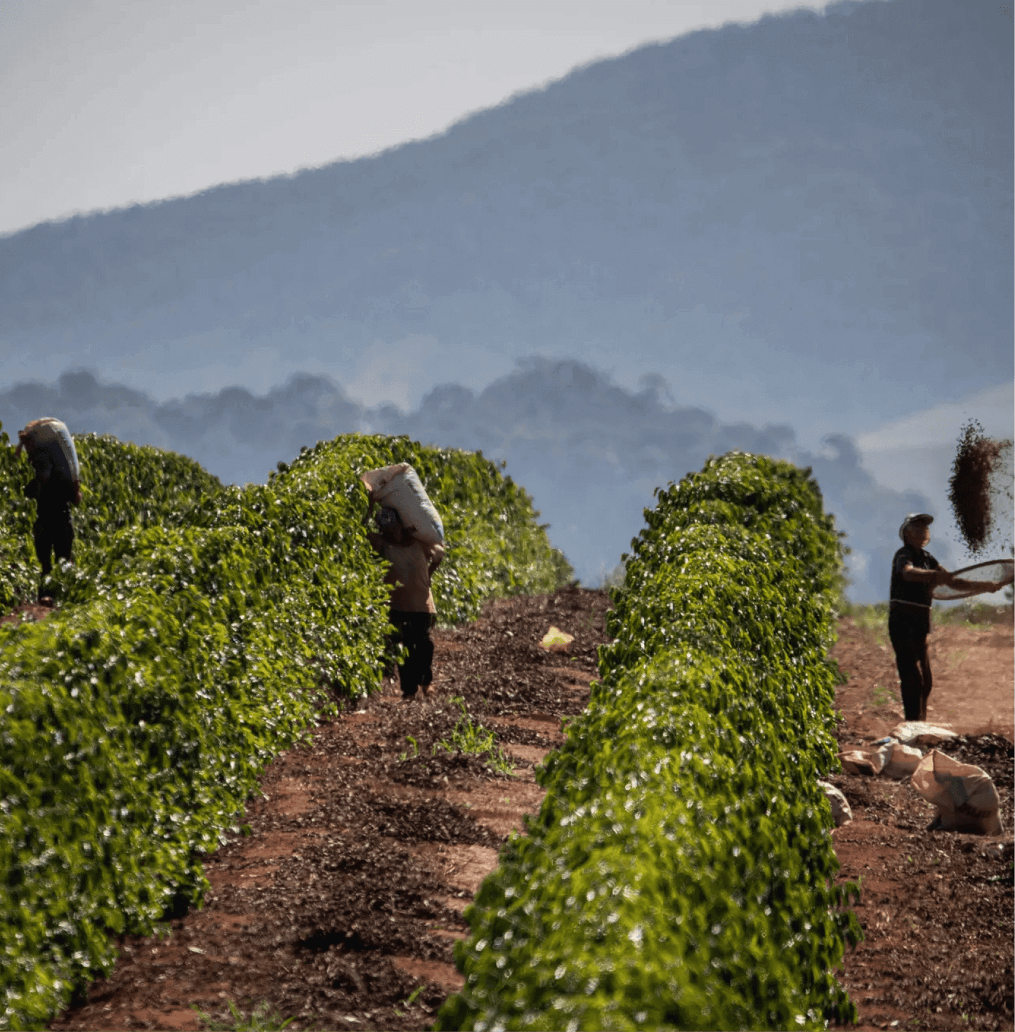 Harvesting coffee beans at Finca Los Angeles for El Salvador Pacamara 33 Specialty Coffee, showcasing sustainable farming practices.