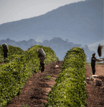 Harvesting coffee beans at Finca Los Angeles for El Salvador Pacamara 33 Specialty Coffee, showcasing sustainable farming practices.