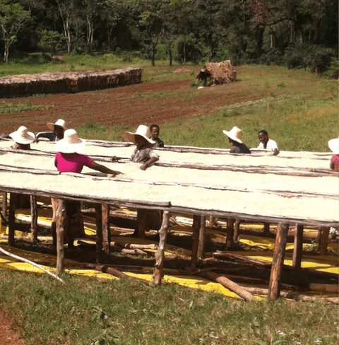 Workers drying coffee beans at a Guji Sidamo farm in Ethiopia, related to Hariti Ethiopia coffee production.