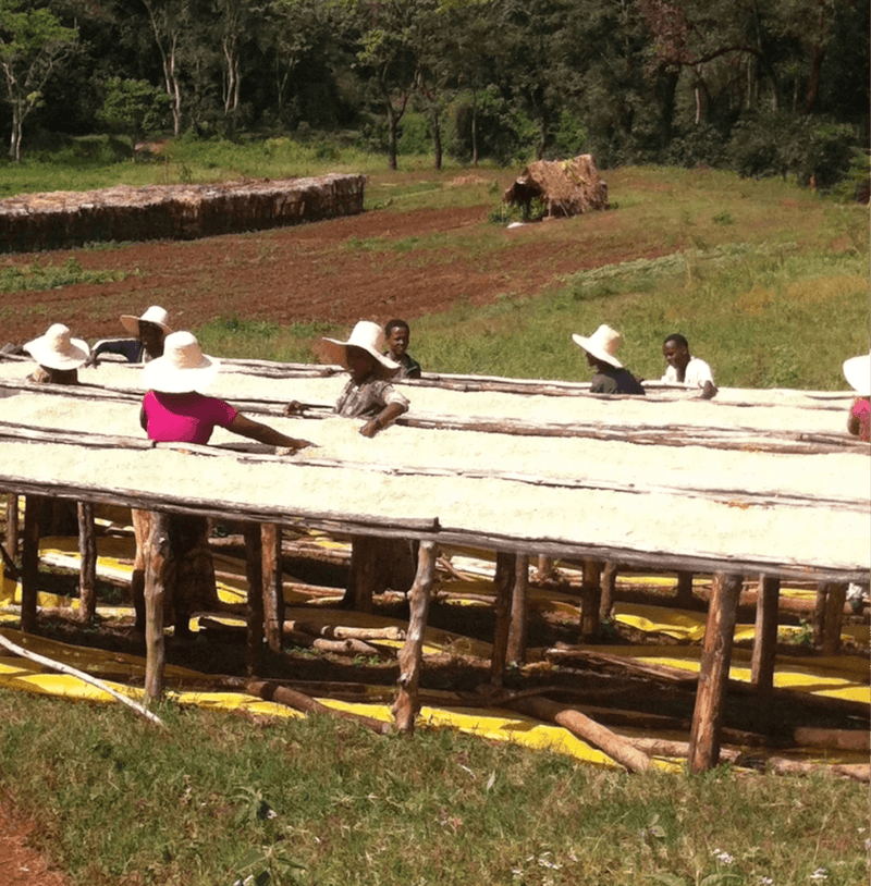 Workers drying coffee beans at a Guji Sidamo farm in Ethiopia, related to Hariti Ethiopia coffee production.