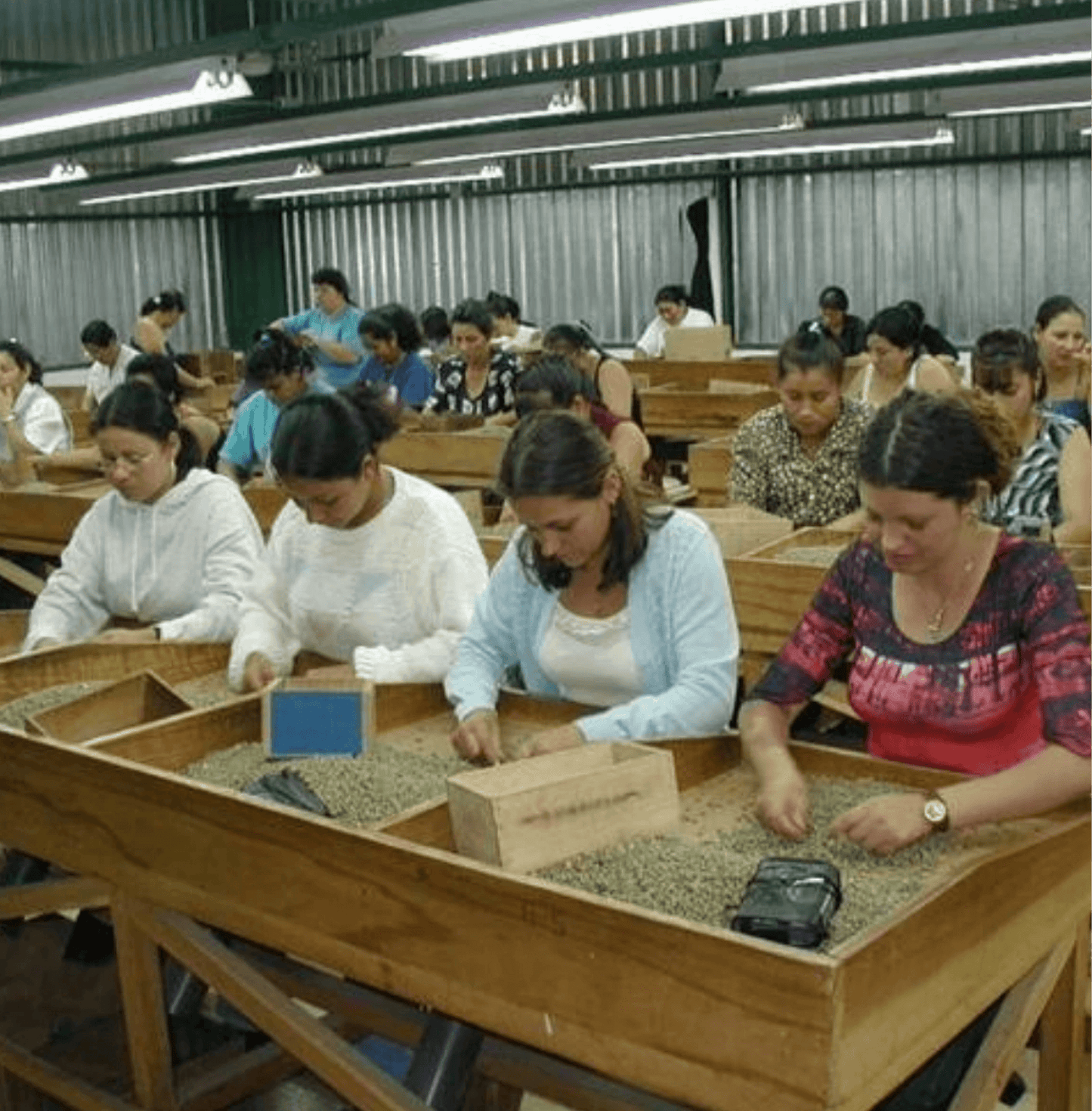 Workers sorting coffee beans at Hacienda La Minita El Conquistador in Costa Rica.