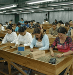 Workers sorting coffee beans at Hacienda La Minita El Conquistador in Costa Rica.