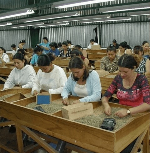 Workers sorting coffee beans at Hacienda La Minita El Conquistador in Costa Rica.