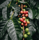 Ripe coffee cherries on plant used in Yemen Mocha-Mountain Specialty Coffee